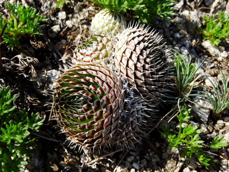 Изображение особи Orostachys spinosa.