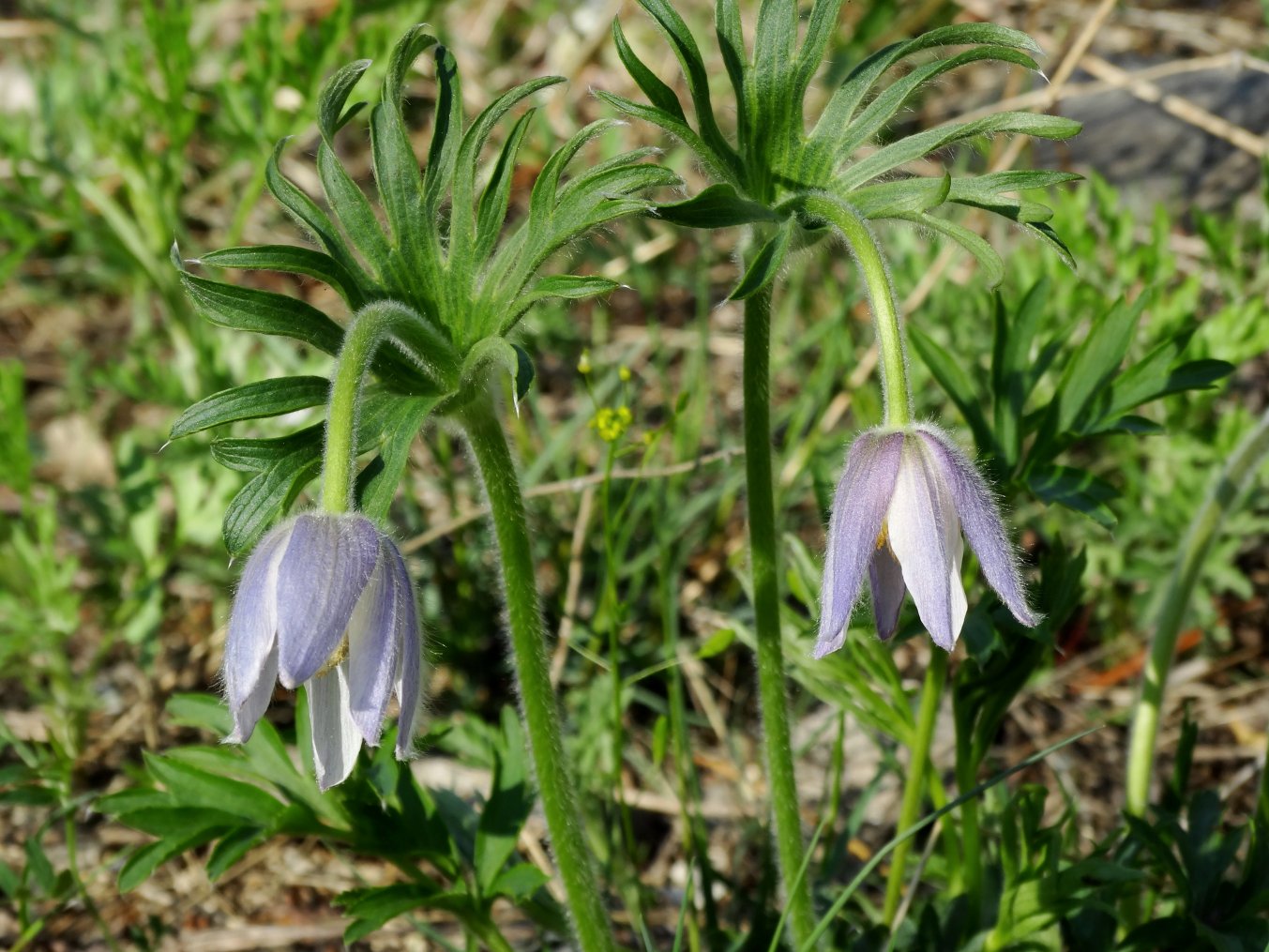 Изображение особи Pulsatilla dahurica.