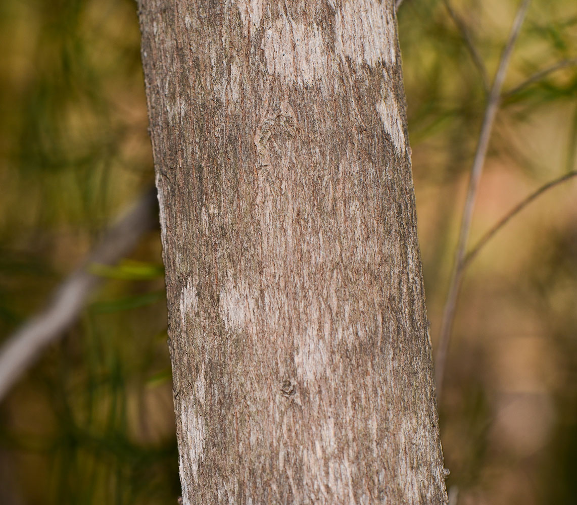 Image of Chamelaucium uncinatum specimen.