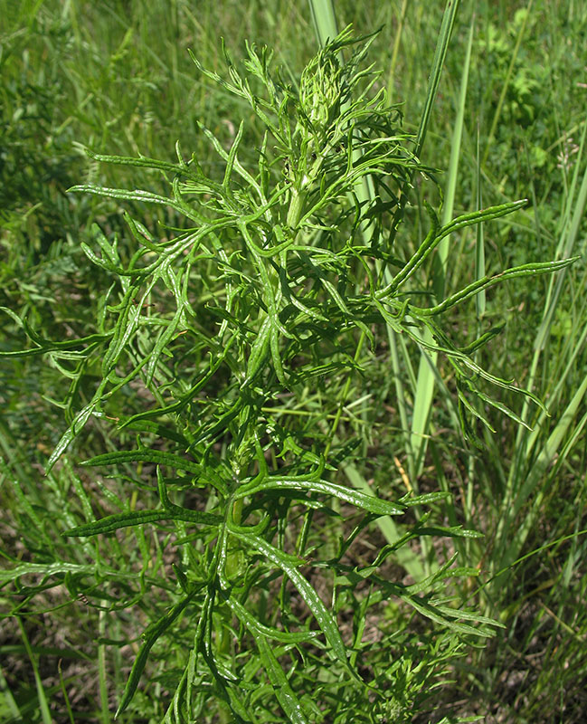 Image of Senecio erucifolius specimen.