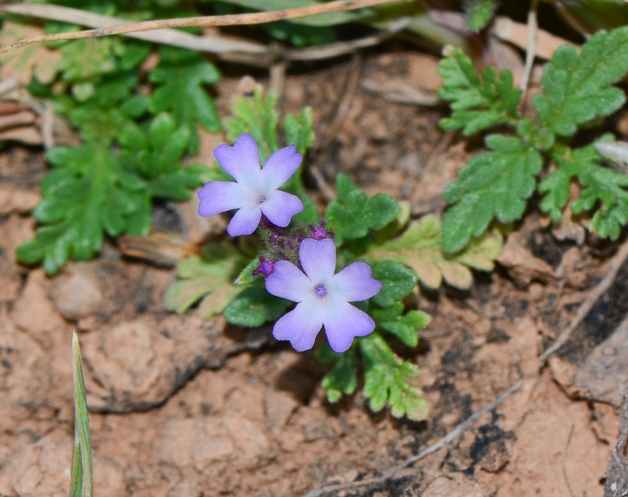 Image of Verbena supina specimen.