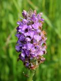 Dactylorhiza baltica. Отцветающее соцветие. Беларусь, Минская обл., Минский р-н, окр. агрогородка Ждановичи, луг у водохранилища Дрозды. 18.06.2016.