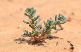 Salsola foliosa