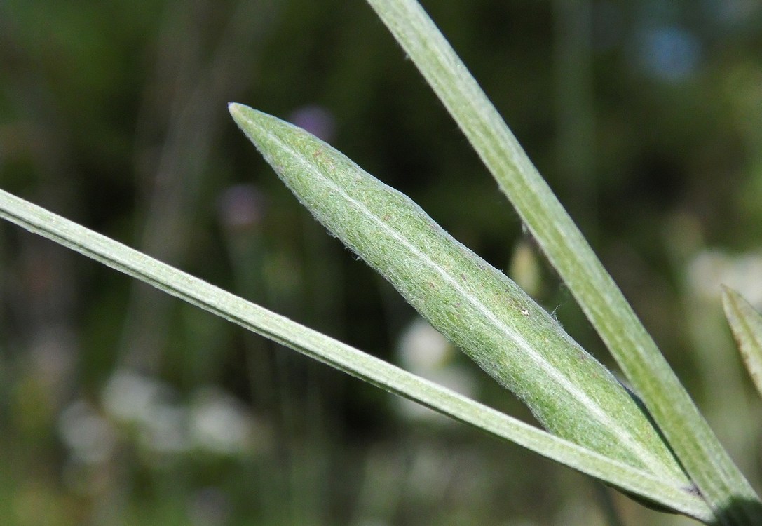 Изображение особи Xeranthemum cylindraceum.