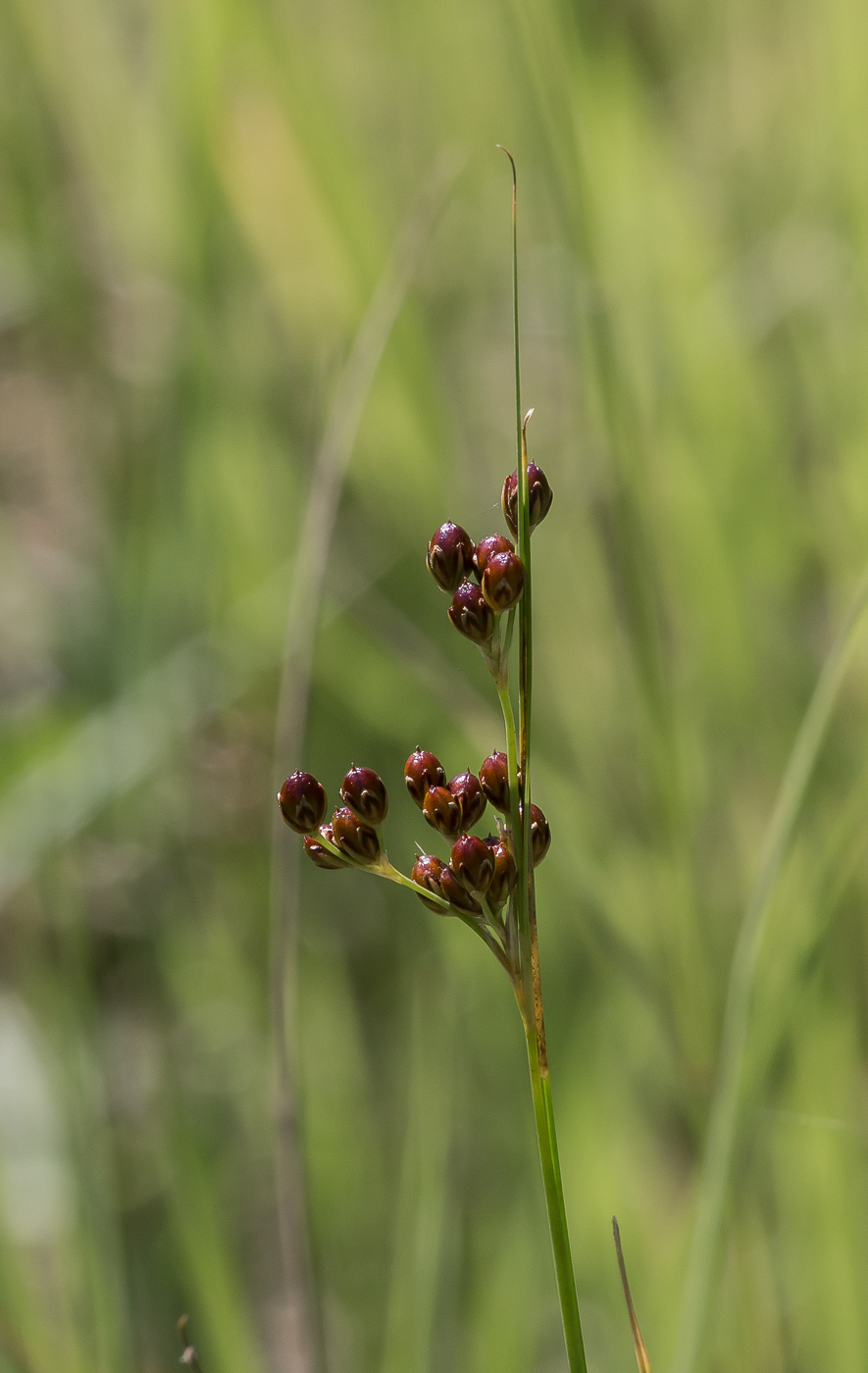 Изображение особи Juncus compressus.