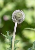 Echinops exaltatus. Верхушка побега с нераспустившимся соцветием. Санкт-Петербург, Старый Петергоф, парк \"Сергиевка\", цветник с элементами рокария и альпийской горки. 16.07.2016.