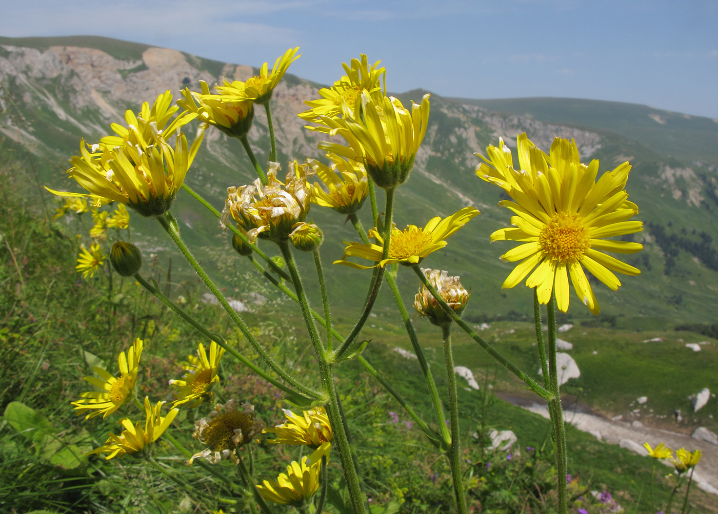 Image of Doronicum macrophyllum specimen.