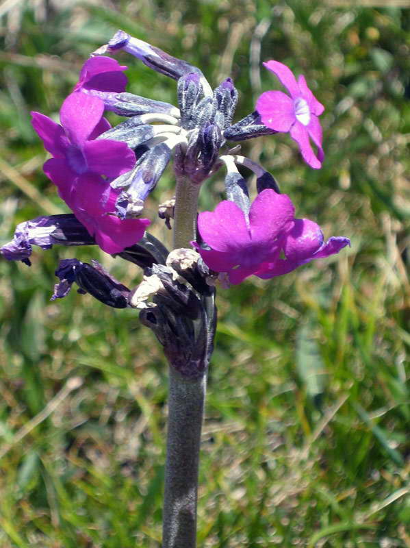 Изображение особи Primula turkestanica.