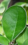 Vitex subspecies litoralis