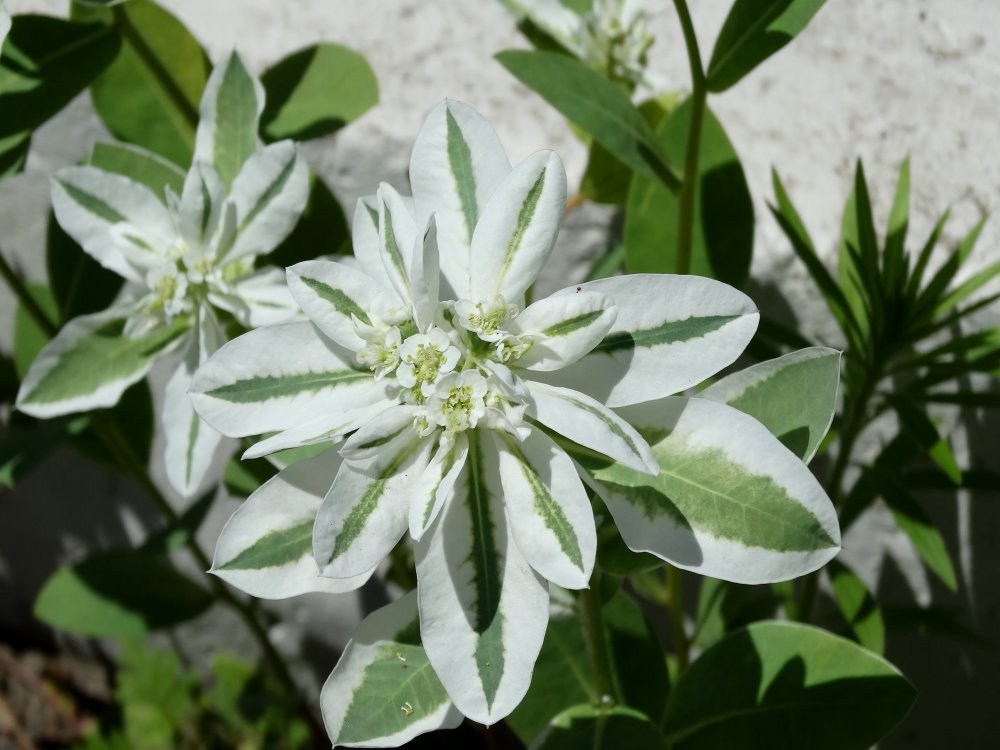 Image of Euphorbia marginata specimen.