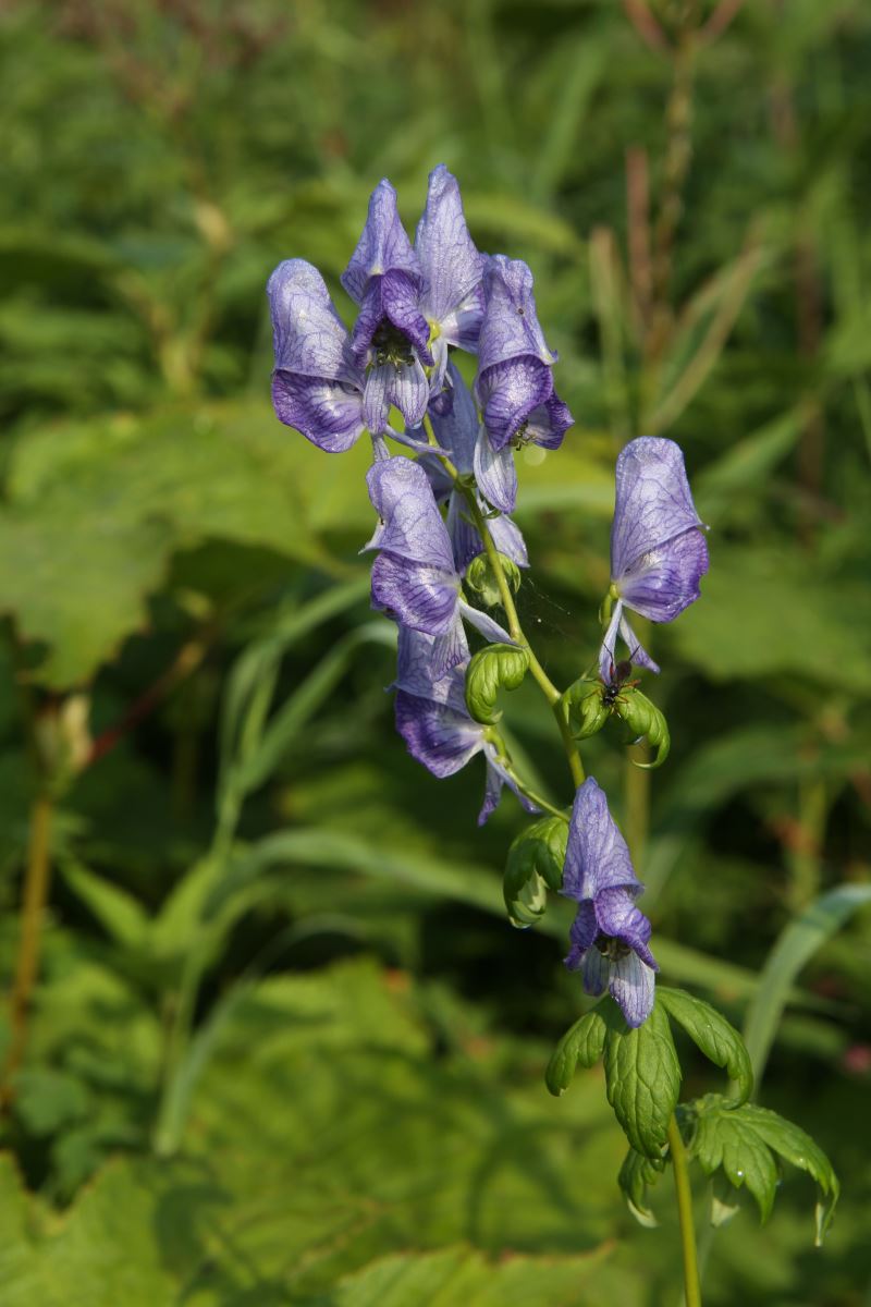 Изображение особи Aconitum maximum.