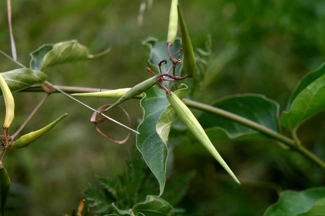 Image of Vincetoxicum rossicum specimen.