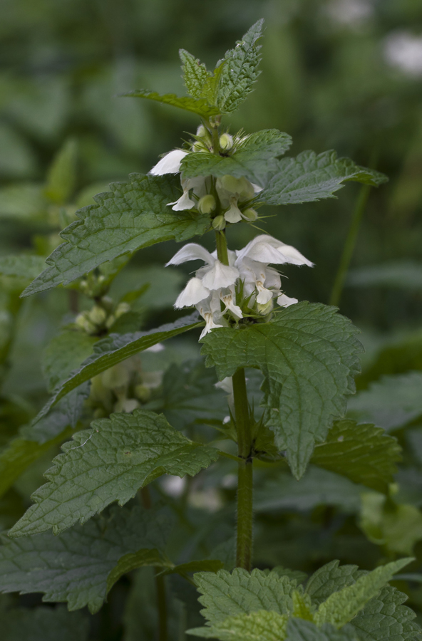 Image of Lamium album specimen.