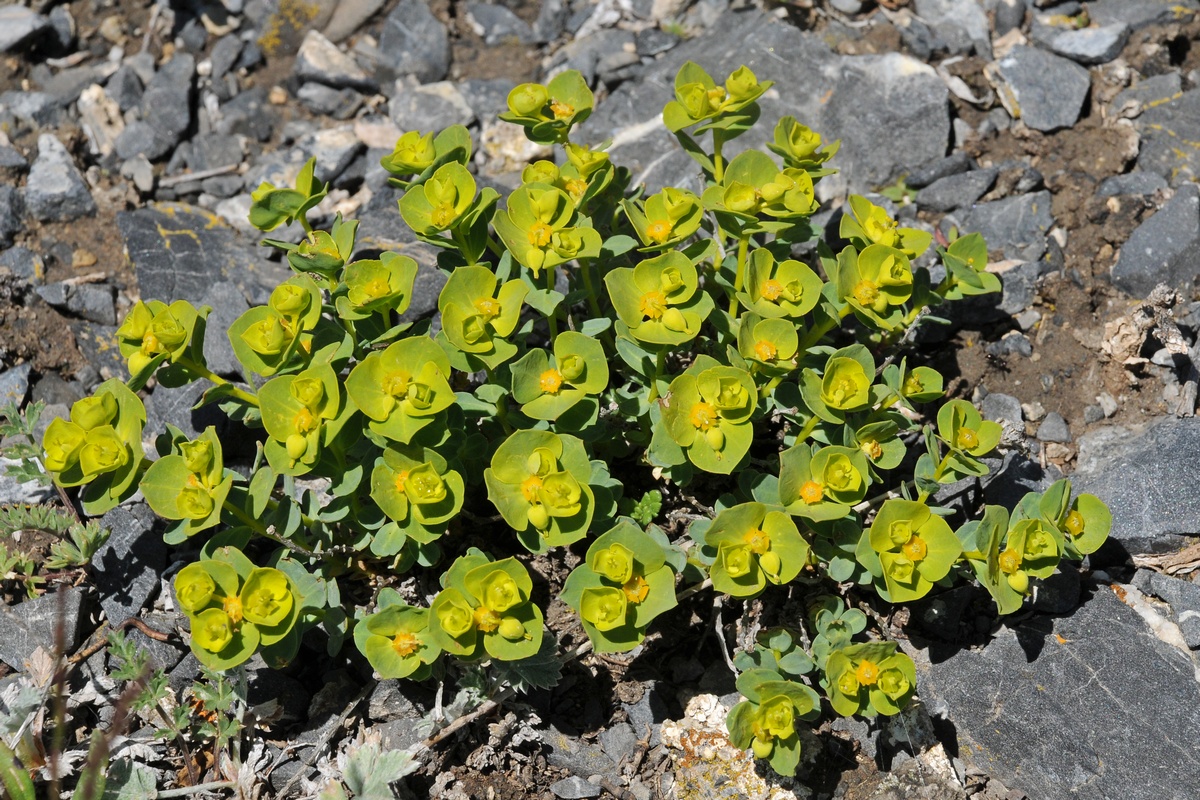 Изображение особи Euphorbia humilis.