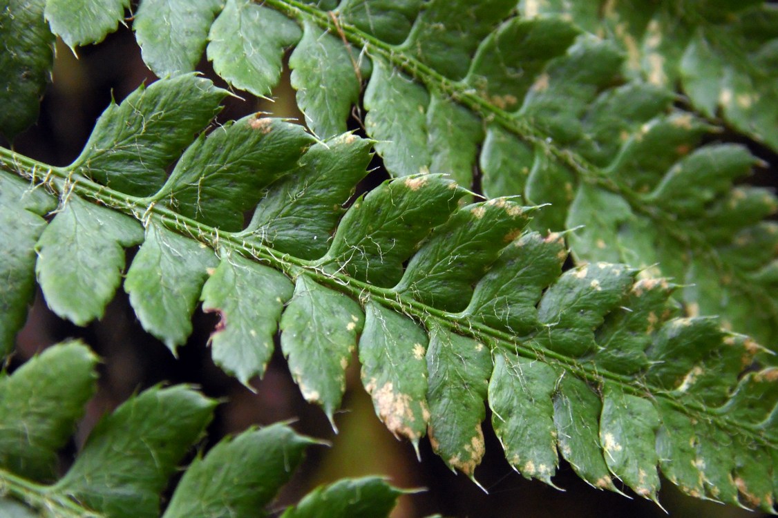 Изображение особи Polystichum braunii.