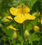 Chelidonium asiaticum. Соцветие с цветком и бутонами. Хабаровский край, Ванинский р-н, окр. пос. Высокогорный, галечный берег р. Мули. 22.06.2014.