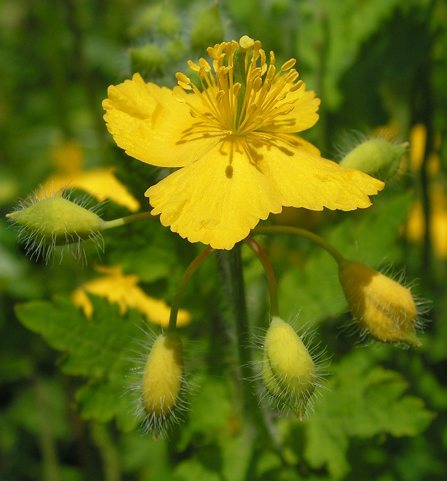 Image of Chelidonium asiaticum specimen.