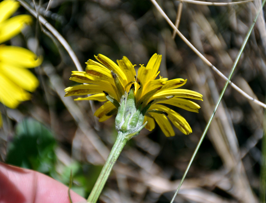 Image of Scorzonera meyeri specimen.