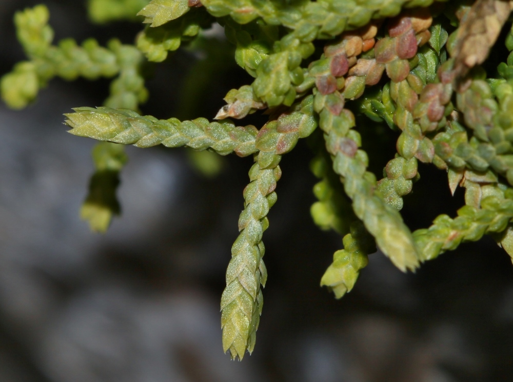 Image of Selaginella borealis specimen.