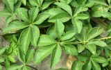 Ipomoea cairica