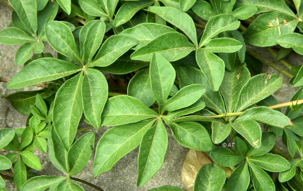 Image of Ipomoea cairica specimen.