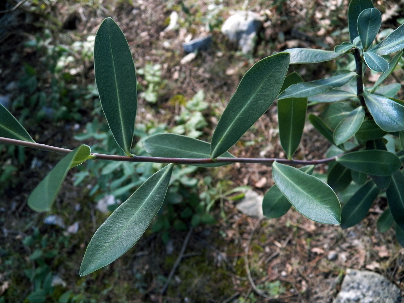 Изображение особи Bupleurum fruticosum.