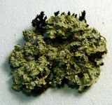 Allocetraria oakesiana