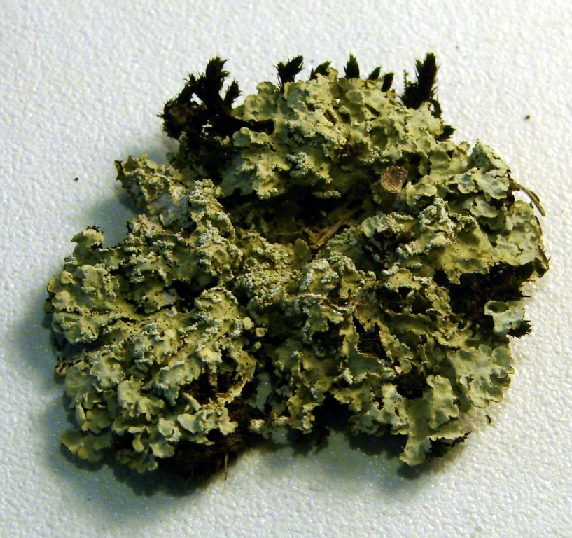 Image of Allocetraria oakesiana specimen.