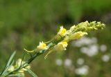 Linaria vulgaris