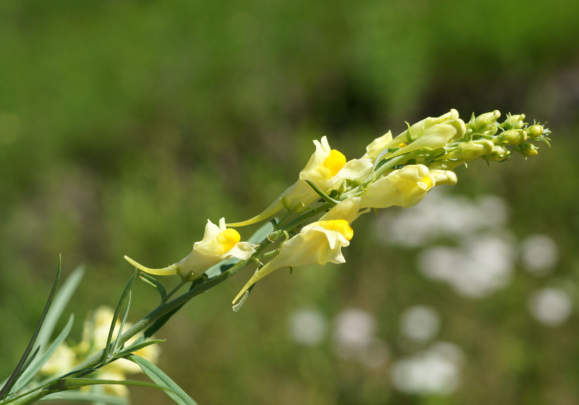 Изображение особи Linaria vulgaris.