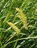 Carex vesicaria. Соплодия и части листьев. Украина, Тернопольская обл., Кременецкий р-н, окраина г. Почаев, лесное болото севернее города. 30.05.2015.
