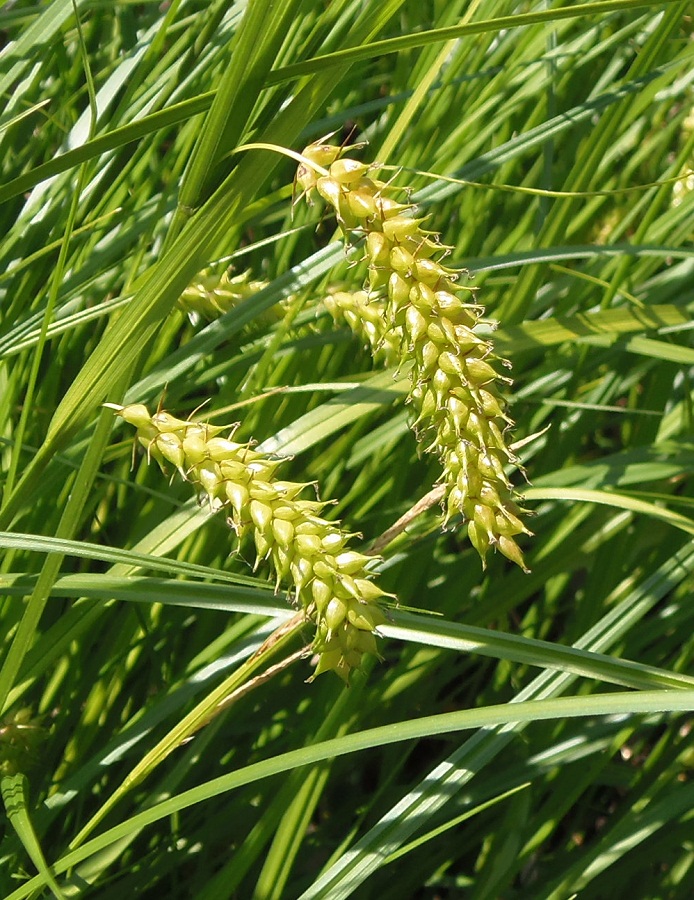 Image of Carex vesicaria specimen.