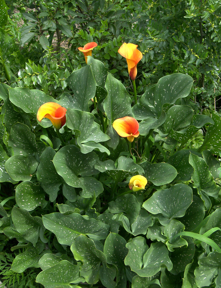 Image of Zantedeschia elliottiana specimen.