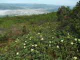 Rhododendron aureum. Цветущие растения. Магаданская обл., окр. г. Магадан, п-ов Старицкого, сопка Марчеканка, на склоне. 26.06.2016.