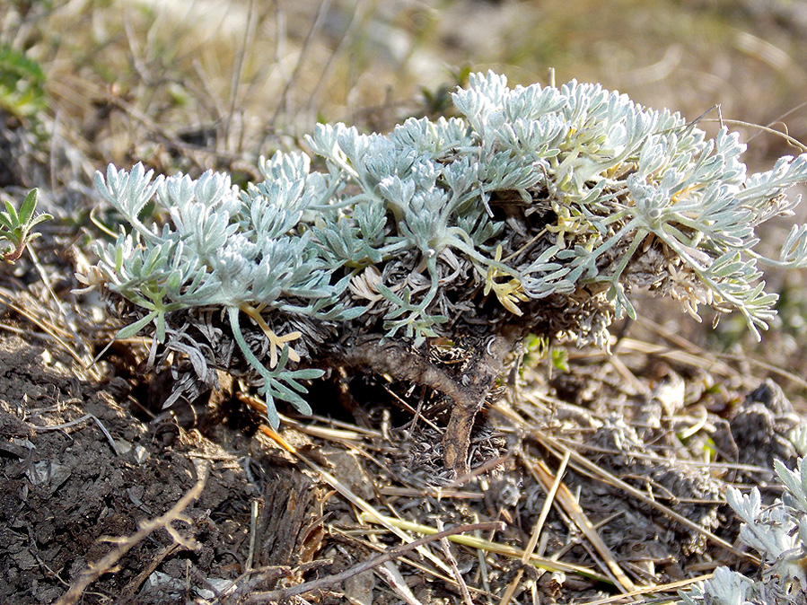 Image of Artemisia caucasica specimen.