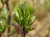 Salix krylovii