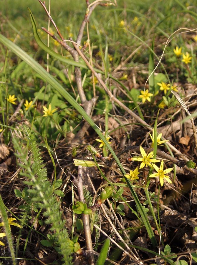 Изображение особи Gagea erubescens.