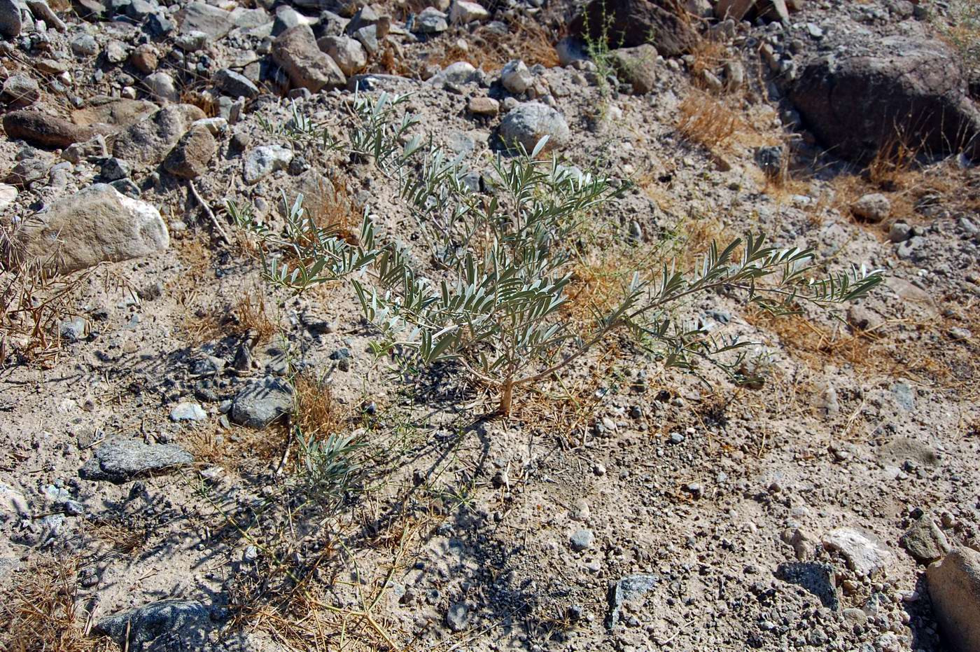 Изображение особи семейство Fabaceae.