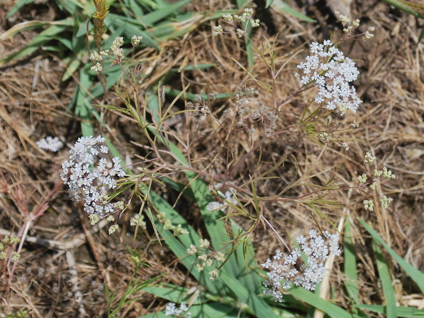 Изображение особи Aphanopleura capillifolia.