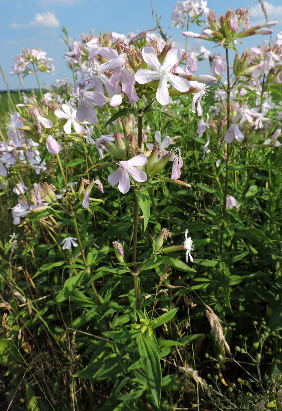 Image of Saponaria officinalis specimen.