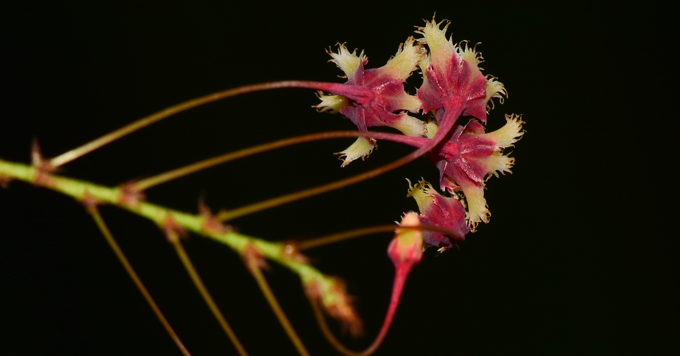 Image of Phyllanthus pulcher specimen.