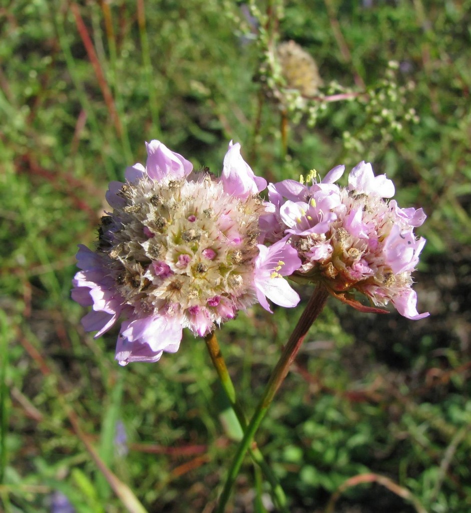 Image of Armeria vulgaris specimen.