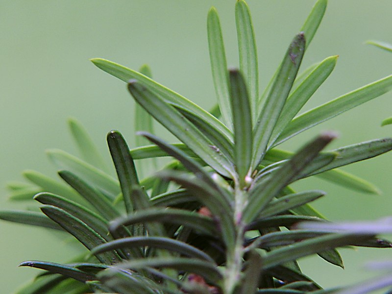 Image of familia Taxaceae specimen.