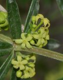 Rubia tenuifolia. Соцветие. Израиль, горы Самарии, поселение Альпей Менаше, каменистая возвышенность, выс. ок. 300 м н. у. м. 17.03.2017.