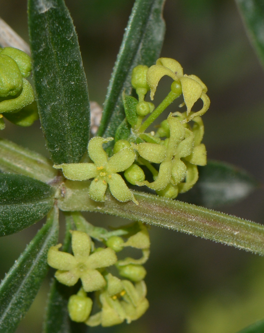 Image of Rubia tenuifolia specimen.