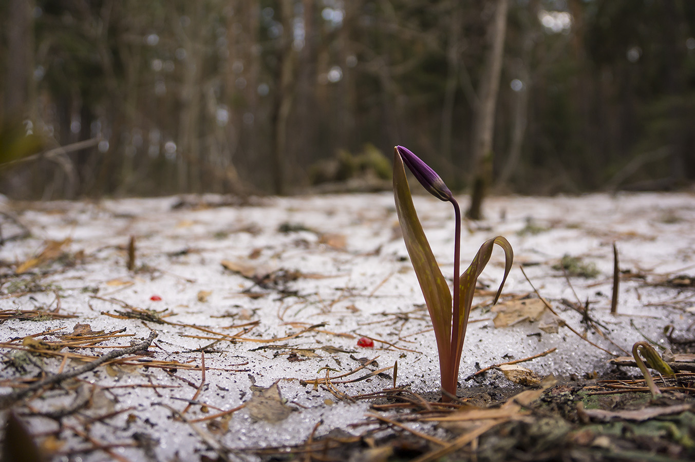 Изображение особи Erythronium sibiricum.