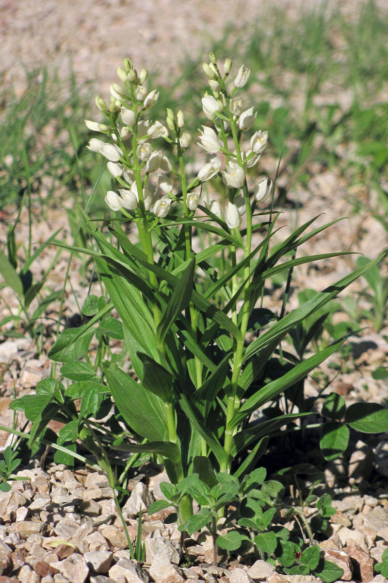 Image of Cephalanthera longifolia specimen.