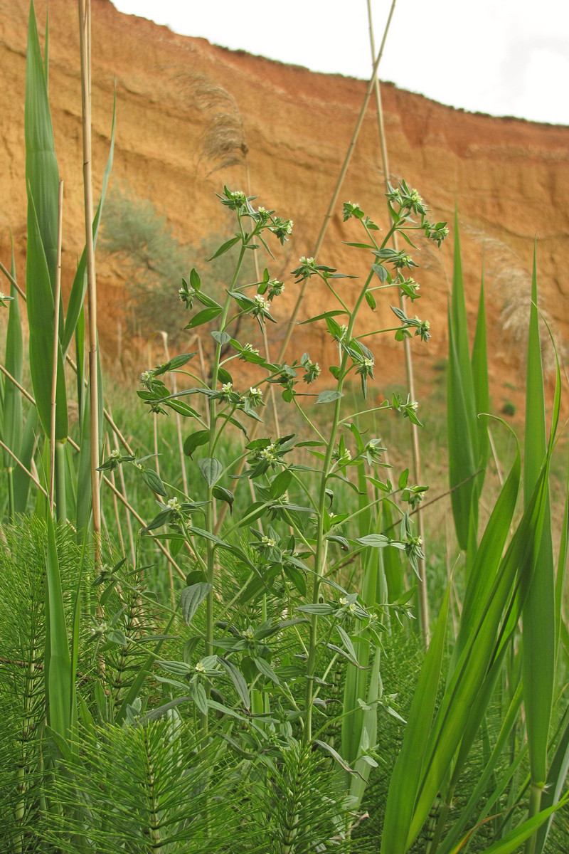 Image of Lithospermum officinale specimen.