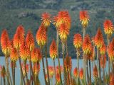 Kniphofia × praecox