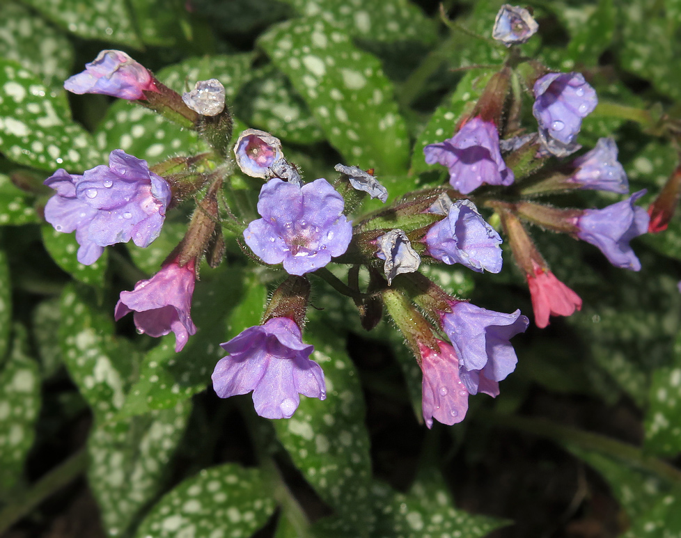 Изображение особи Pulmonaria saccharata.